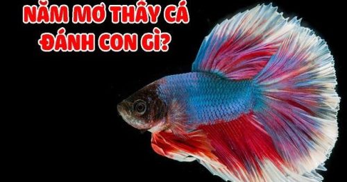 Giải mã giấc mơ thấy cá, đánh đề con gì hôm nay?