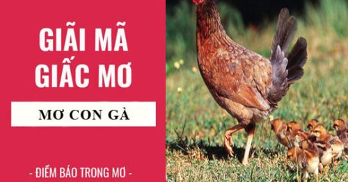 Mơ thấy gà đánh con số gì và có điềm báo gì?