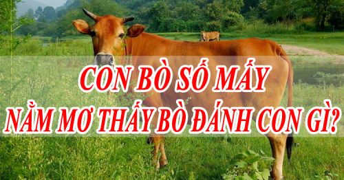 Mơ thấy con bò có phải điềm báo giàu sang? Đánh con số nào?