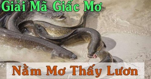 Giải mã giấc mơ thấy lươn? Mơ thấy lươn nên đánh con gì?