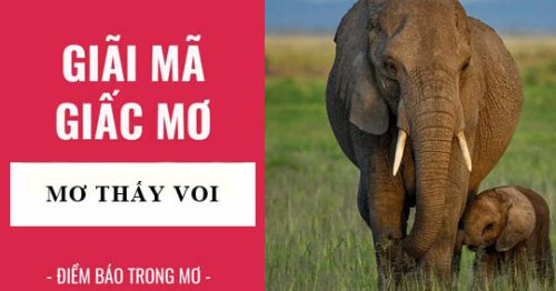 Nằm mơ thấy voi là điềm báo gì? Nằm mơ thấy voi đánh con gì?