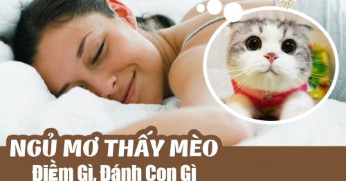 Nằm mơ thấy mèo  là điềm lành hay dữ? Đánh lô đề số mấy?