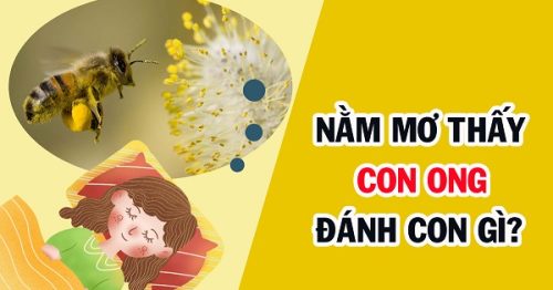 Mơ thấy ong mang đến điềm báo gì? Con ong là số mấy?