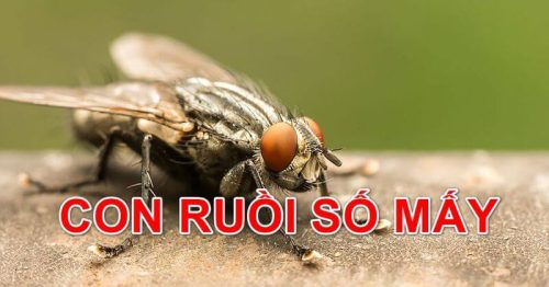 Con ruồi số mấy? Nằm mơ thấy con ruồi thì đánh số mấy?