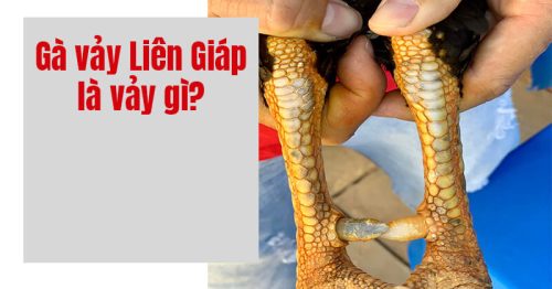 Gà vảy liên giáp là gì? Gà chọi vảy này đá có hay không?