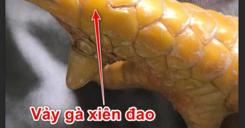 Vảy xiên đao là gì? Có nên nuôi gà chọi vảy xiên đao?